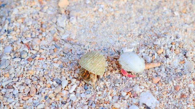 動く姿がキュートなヤドカリを飼ってみよう 特徴や飼育環境をご紹介