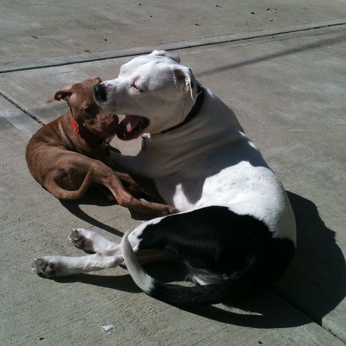 Puppy Seven