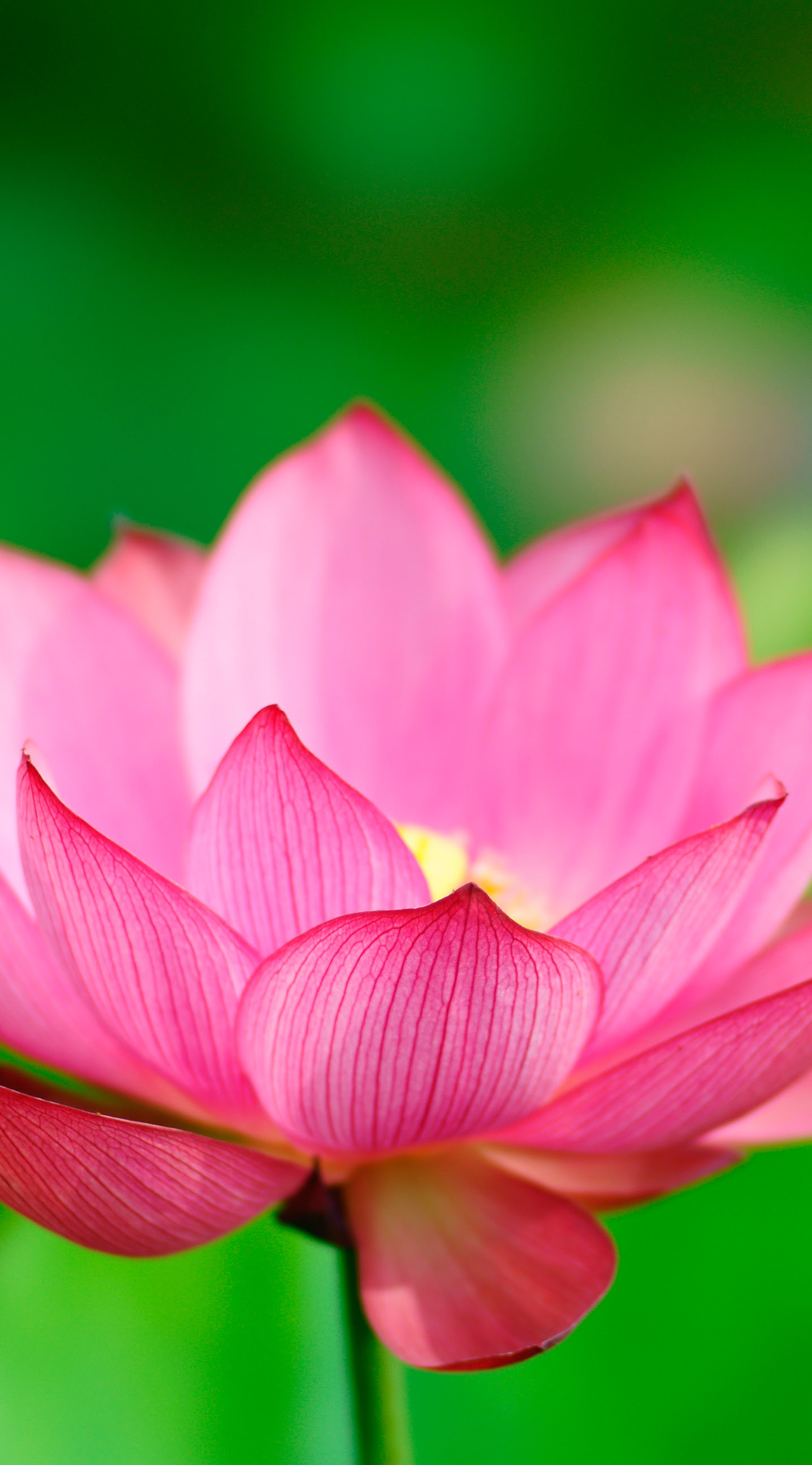 ハス 蓮 Iphone壁紙タウン