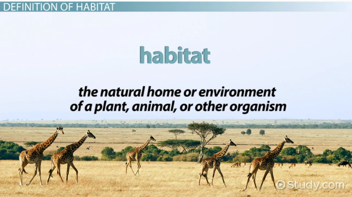 What Is Habitat? - Definition & Explanation - Video ...