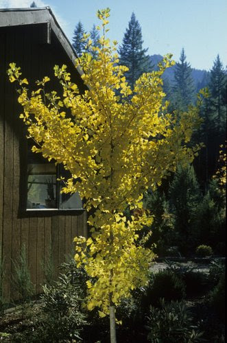 Ginkgo biloba 'Autumn Gold'  Autumn Gold Ginko  Autumn Gold Maidenhair Tree plant lust