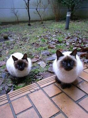 わんわん物語 シャム猫の歌 で検索 猫 へのボケ ボケて Bokete