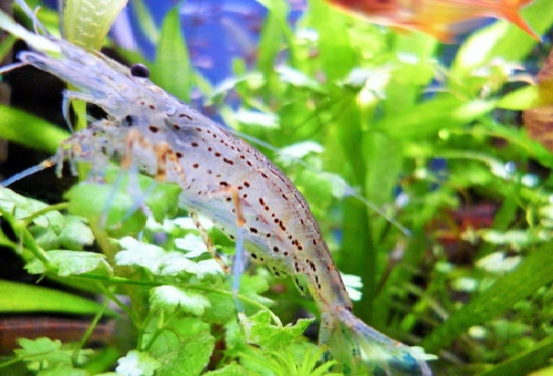 ヤマトヌマエビのお腹が白いのは一体何 熱帯魚 淡水魚 海水魚の図鑑