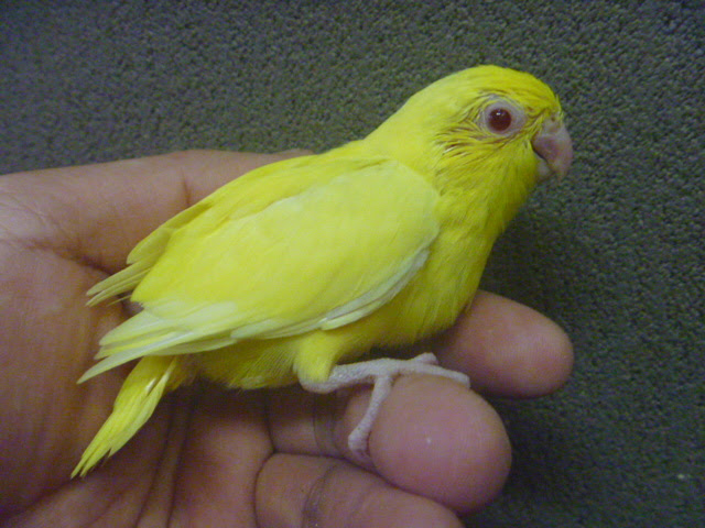 マメルリハ ルチノー ヒナ 手乗り Lovebirdfukuoka ラブバードフクオカ インコや小動物の販売専門店