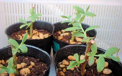 オニール挿し木経過 食いしん坊のベリーズらいふ