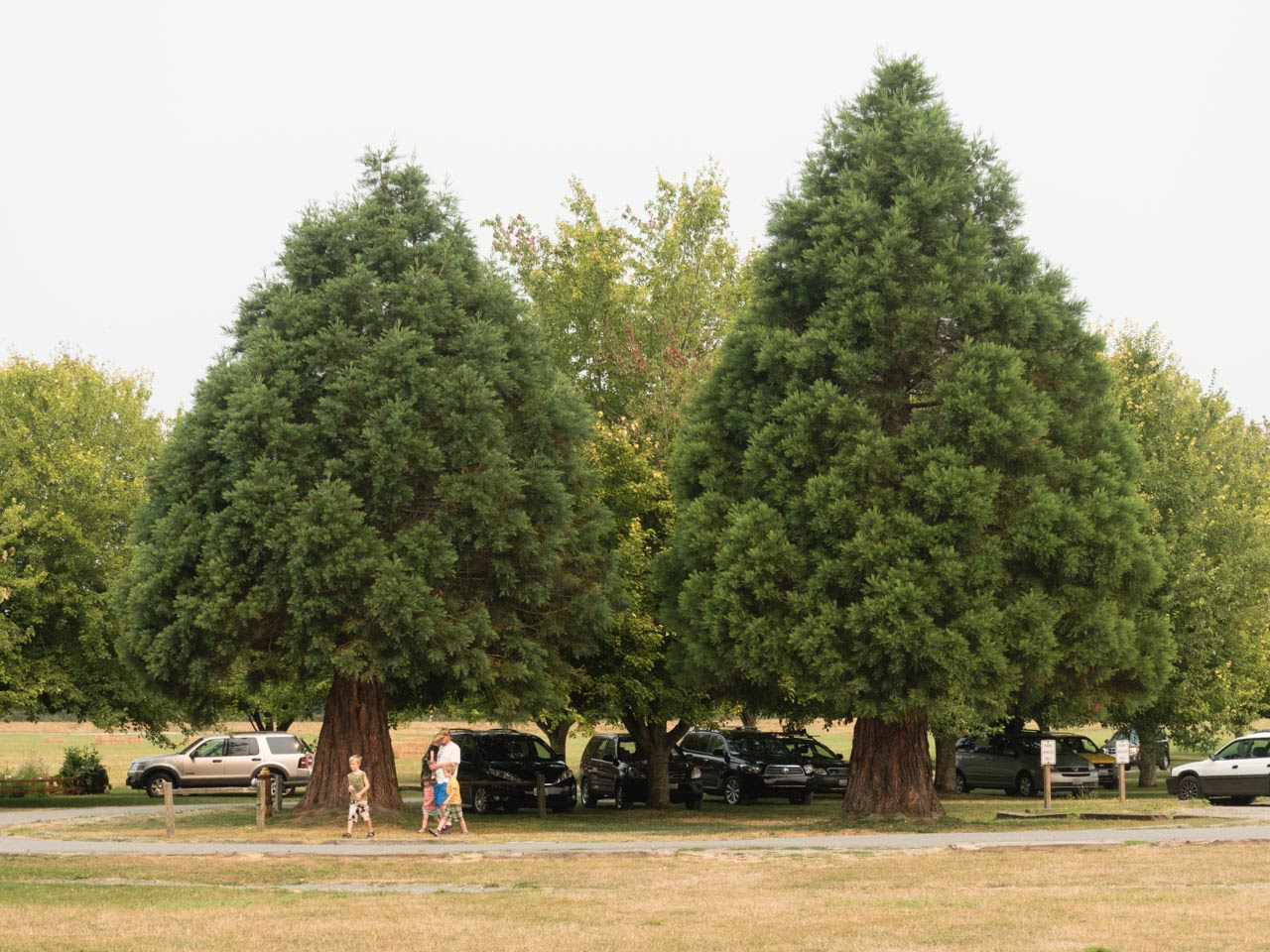 World's Biggest Trees Giant Sequoia