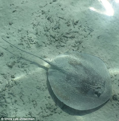 Guests can expect to see huge stingray lying around in the sand