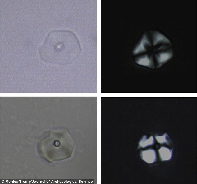 Grains of starch from sweet potato were found in the ancient dental plaque of teeth found on Easter Island