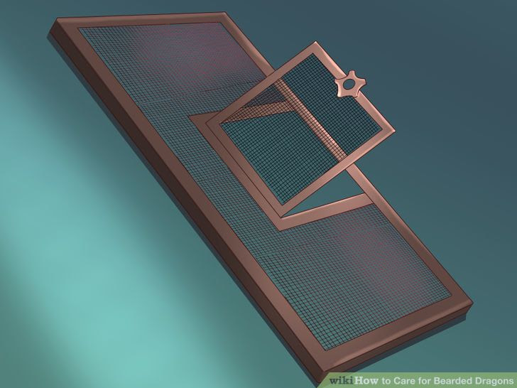 Care for Bearded Dragons Step 9 Version 3.jpg