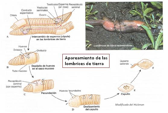 Resultado de imagen para reproduccion en lombrices