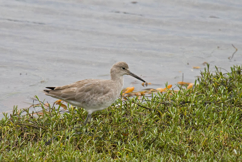 Willet