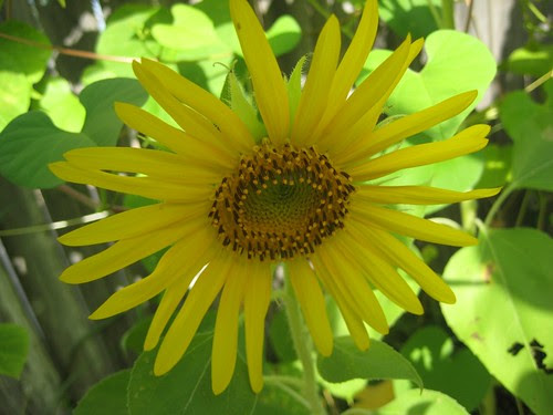 Sunflower