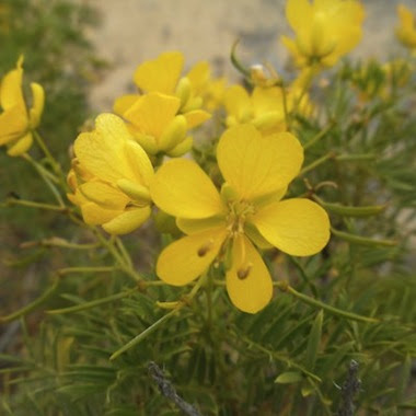 Alcaparra Flores Del Desierto De La Comuna De Caldera