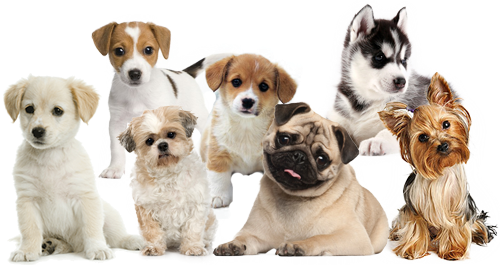 jual anjing Caesar Jac O Kennel Shop jual anjing Caesar Jac O Kennel Shop