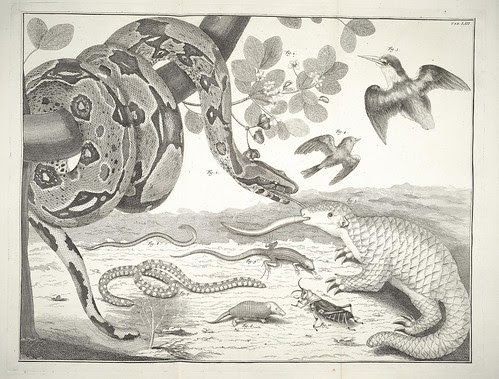 snake and pangolin