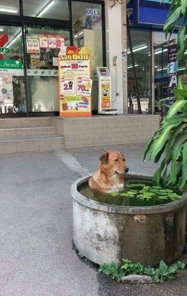 ご主人出てきたら腰抜かすだろうなぁww 犬へのボケ ボケて Bokete