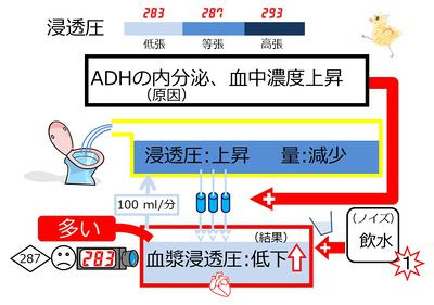 内分泌系 下垂体後葉ホルモン バゾプレッシン 抗利尿ホルモン Adh 分泌調節 促進 水分負荷の場合 13年版 一歩一歩学ぶ生命科学