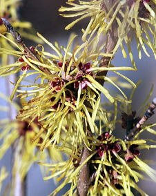 花 マンサク 2月16日の花言葉 マンサク 万作 魅る魅るガーデニング