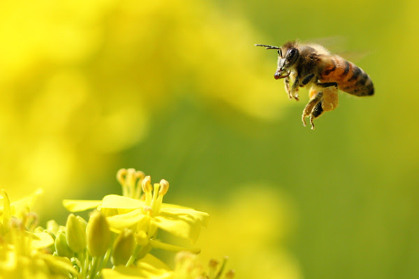 ミツバチと花を撮る 海と写真とウェブログと