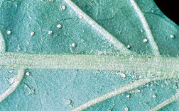 Trips occidental de las flores (Frankliniella occidentalis) en una hoja de pimiento dulce. 
