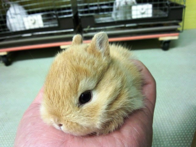 手乗りうさぎです 笑 うさぎさん 専門店ラビットインパクト