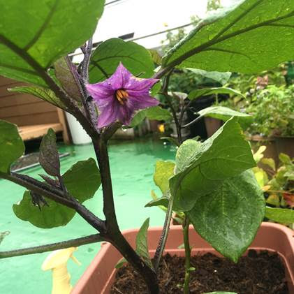 美味しい茄子 なす を育てるコツ 病害虫対策 プランター菜園をやってみよう 会社の屋上 で 収穫を目指す 会社員の熱き戦い