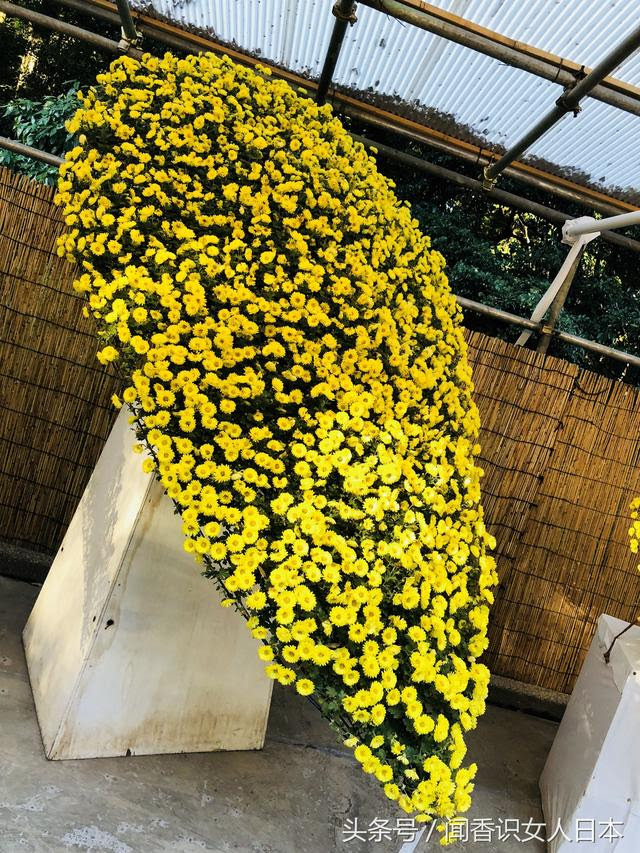 東京明治神宮菊花展 其中厚物菊最美 管菊最纖細 大丁字菊最繁盛 雪花新闻