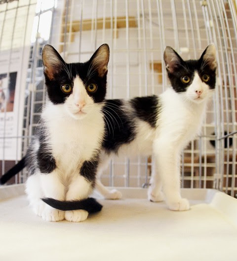 猫カフェwish Sealsのblog By Seals