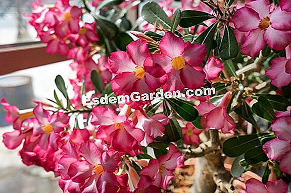 砂漠のバラ Adenium Obesum 栽培と維持 すべてのガーデニングや庭のデザインについて 21