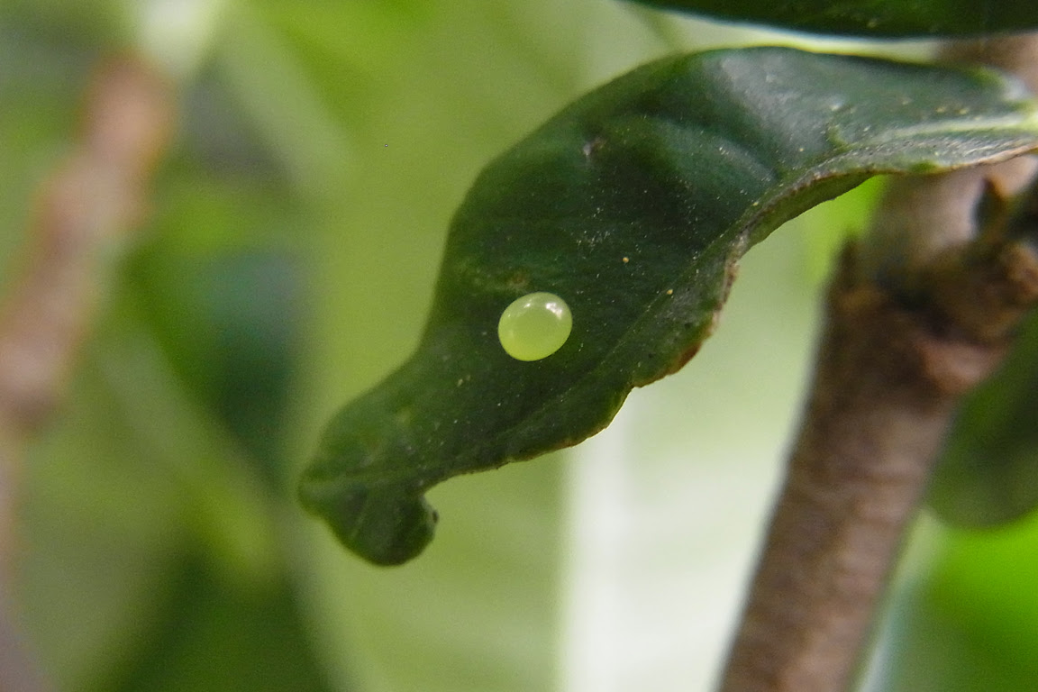 オオスカシバ Yuimaryu の雑記帳