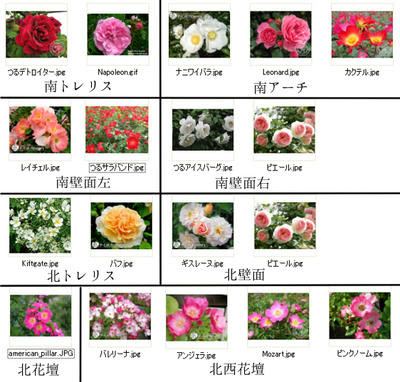 バラの配置 Klee Matisse