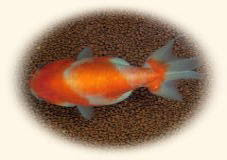 金魚 桜錦の魅力