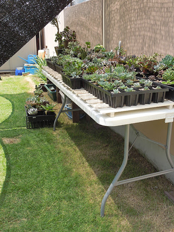 庭の多肉置き場 多肉植物