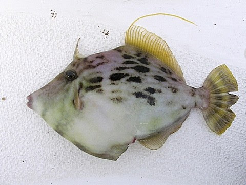 カワハギと似た毒魚 ソウシハギ 海水魚の種類と釣り方