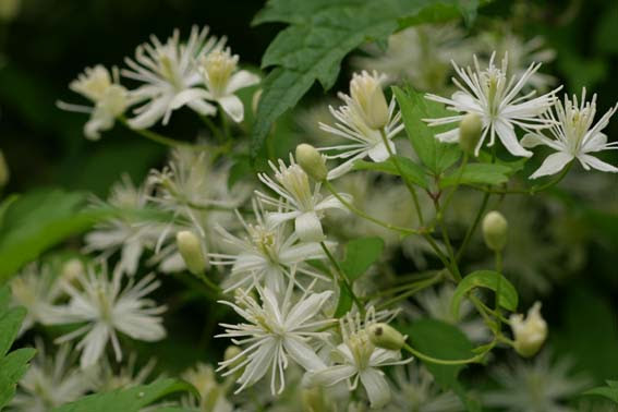 ボタンヅル 牡丹蔓 Clematis Apiifolia キンポウゲ科センニンソウ属