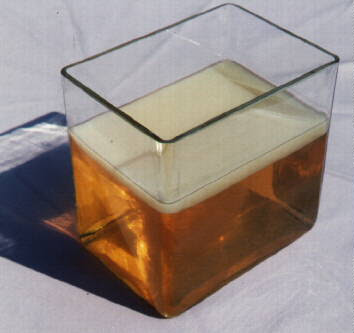 Kombucha propagates itself