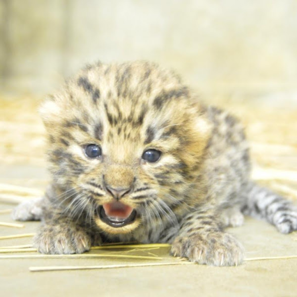 19年ぶりにアムールヒョウの赤ちゃん誕生 神戸市立王子動物園 公式
