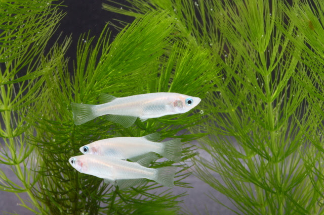 観賞用メダカの放流が絶対にngな理由 熱帯魚 アクアリウム情報マガジン
