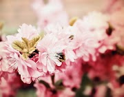 23+ Domaine Of Sakura, Inspirasi Penting!