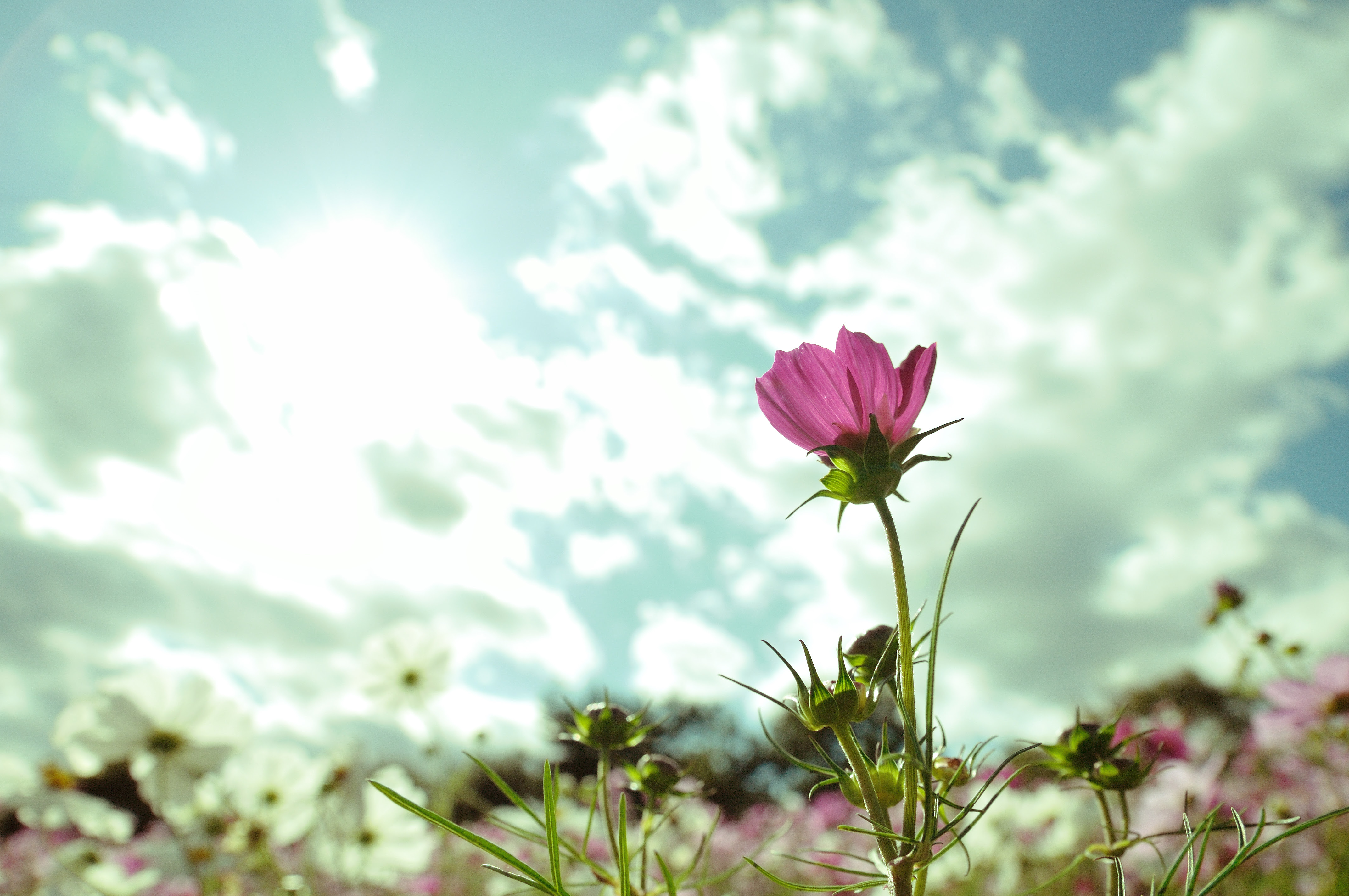 フリー画像 花 フラワー コスモス ピンク 花 フリー素材 画像素材なら 無料 フリー写真素材のフリーフォト
