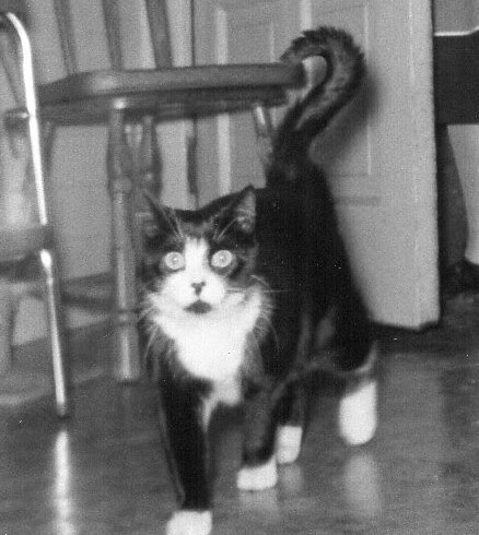 PussNBoots striding-121.jpg