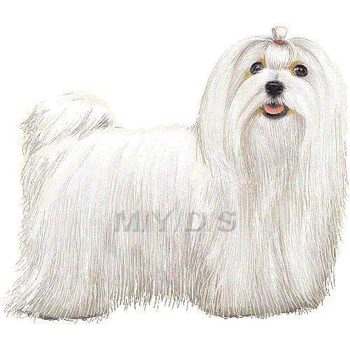 マルチーズのイラスト 条件付フリー素材集