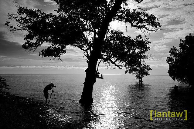 Mangrove Shooter
