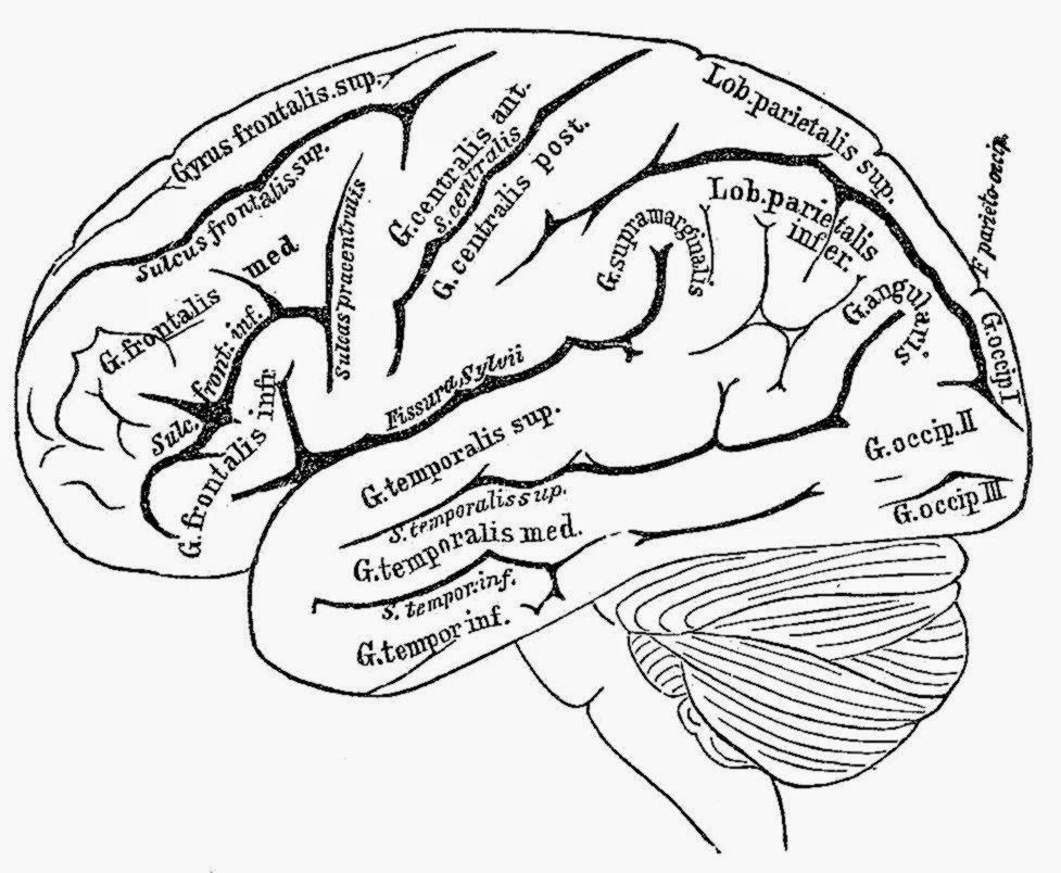 Free Human Brain Coloring Page Download Free Clip Art Free Clip