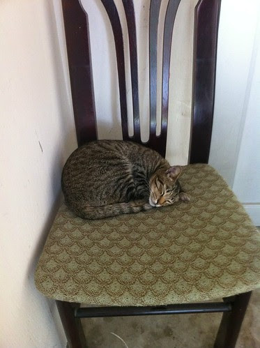 Neko sleeping on a chair