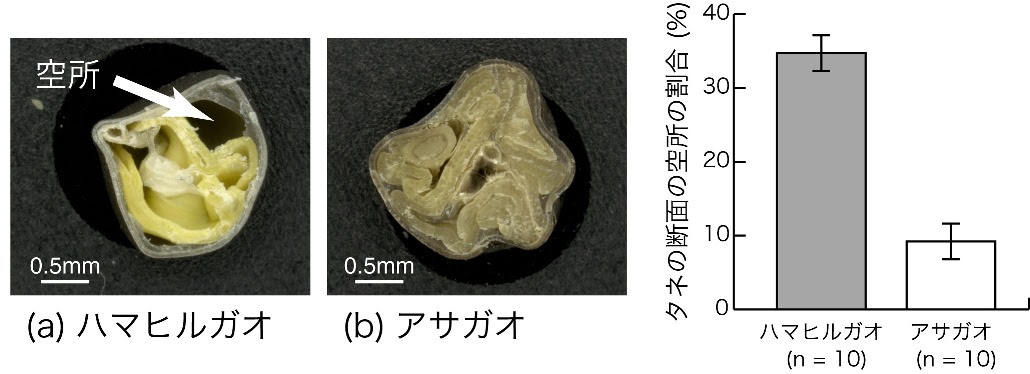 Masashi Yokogawa S Website