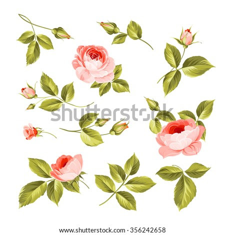 Vintage flowers set. Wedding flowers bundle. Flower collection of watercolor detailed hand drawn roses. Vector illustrat...