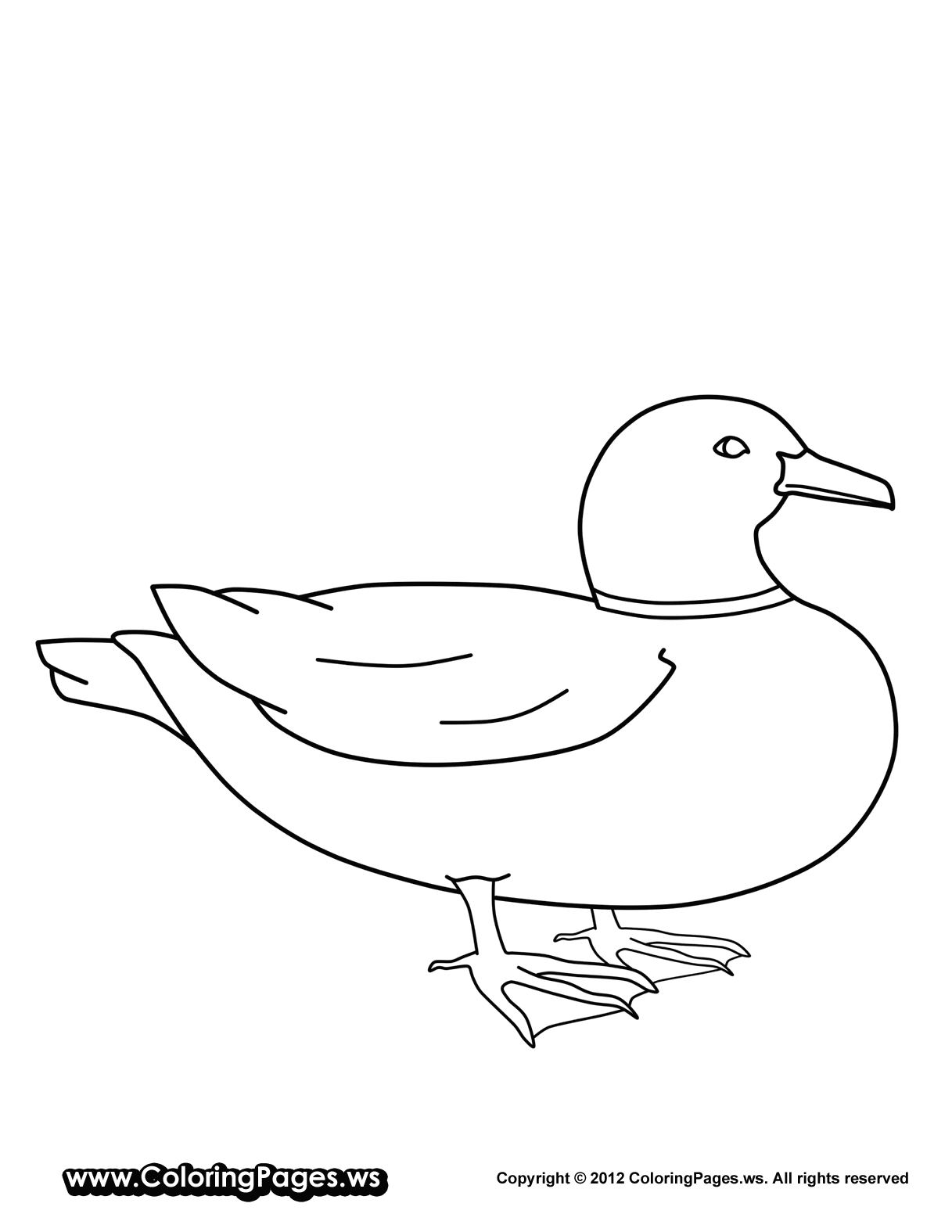 canard dessins   colorier