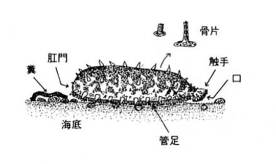 ナマコ マナマコ 大阪湾の生き物図鑑 図鑑 大阪府立環境農林水産総合研究所