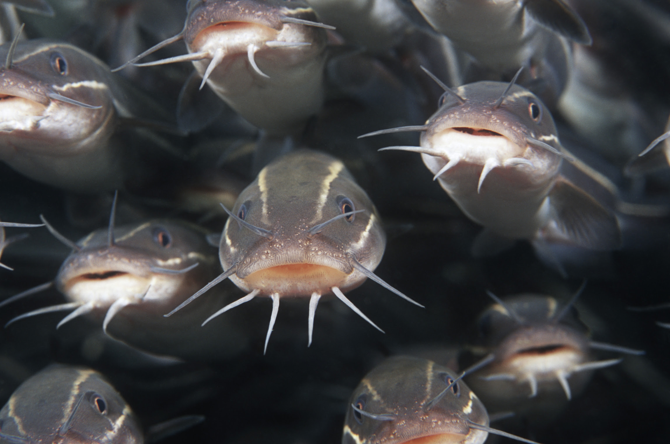 what do catfish eat? sciencing